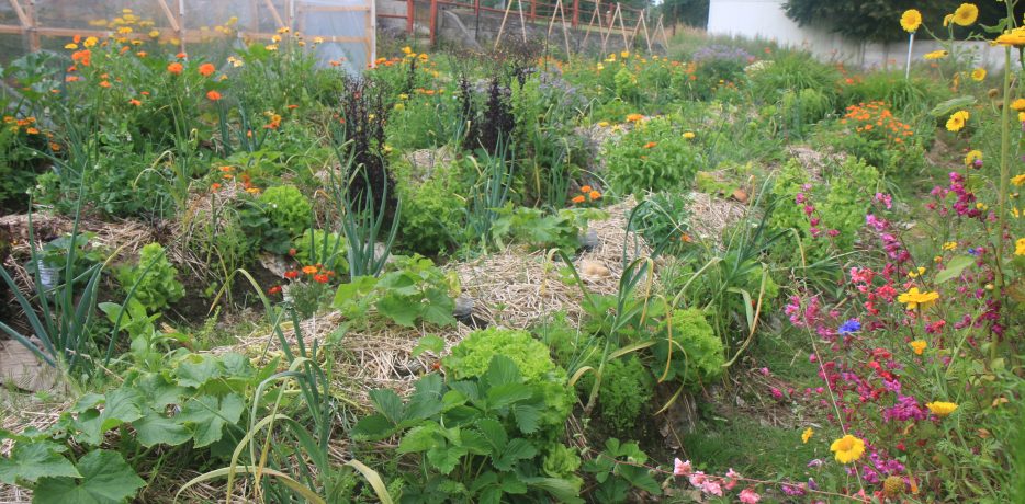 Jardin de permaculture à Ceyrat
