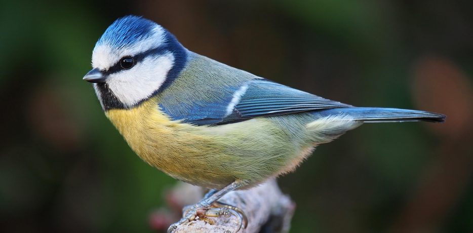 Mésange bleue dans le jardin