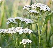 Achillée millefeuille